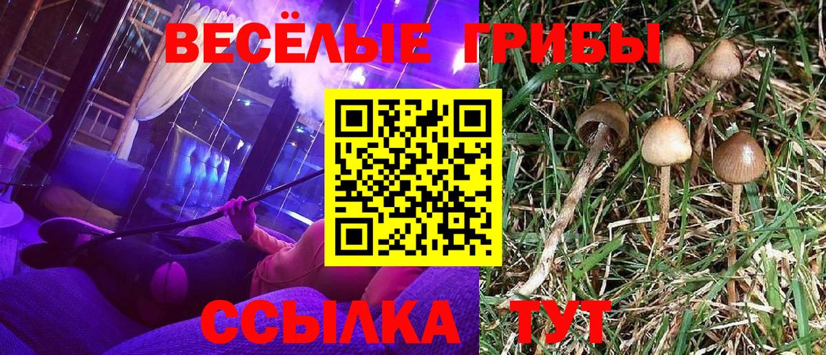 Стерлитамак  где продают   Вход с VPN  Псилоцибиновые грибы Psilocybine cubensis 